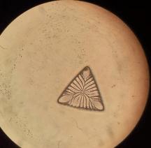 Diatomalgae.png