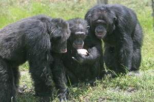three_chimpanzees_with_apple