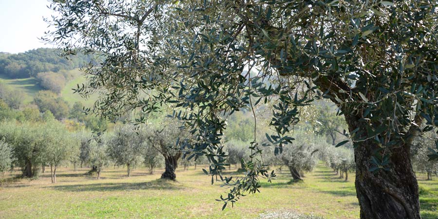 araiani-uliveto-7