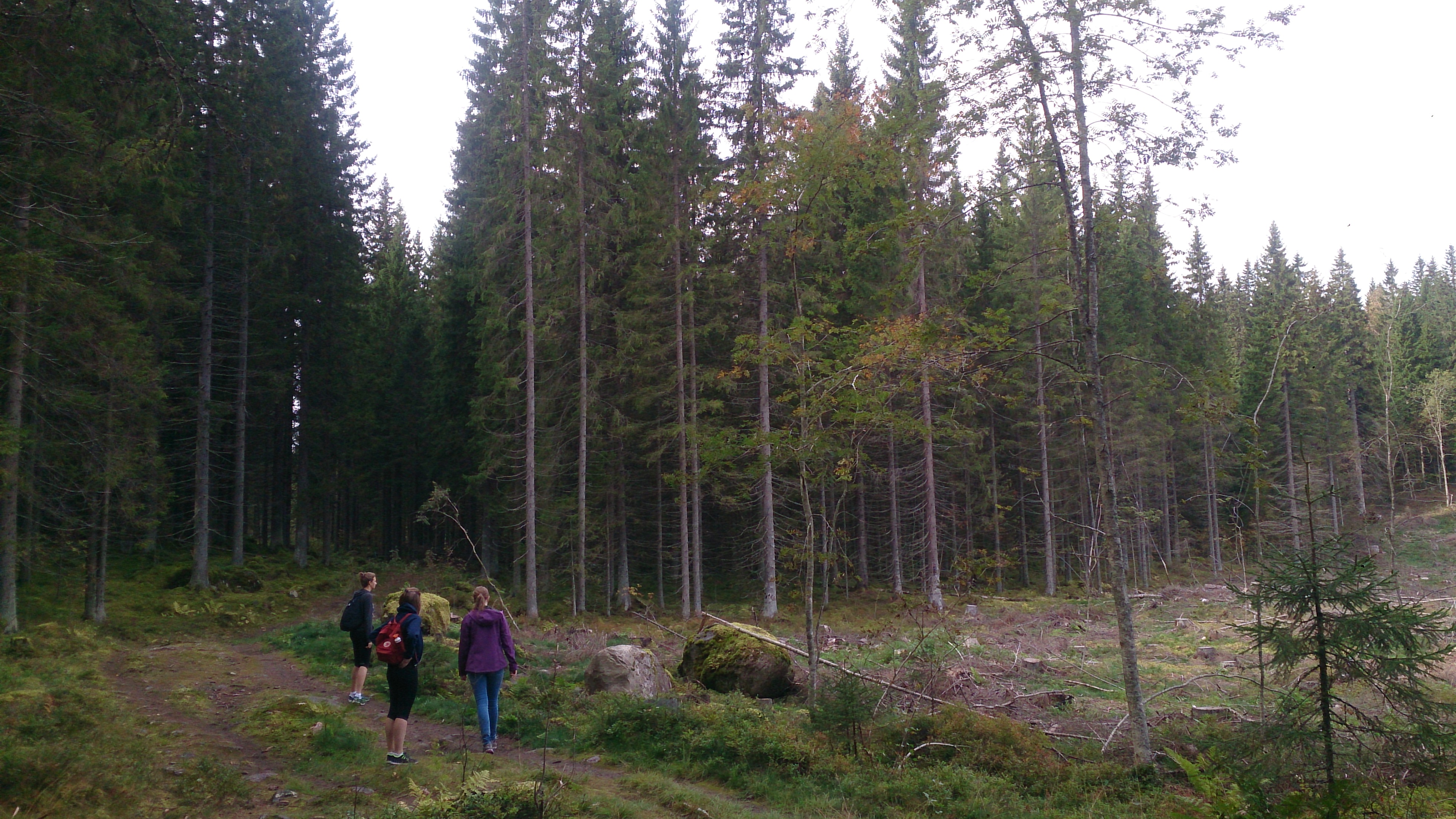 Myllyjärvi, Jyväskylä