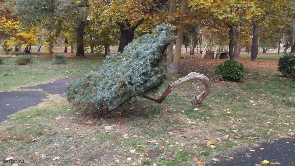 Portret i Blagoja Sotirovski Dizajni i Gjelbër Autentik
