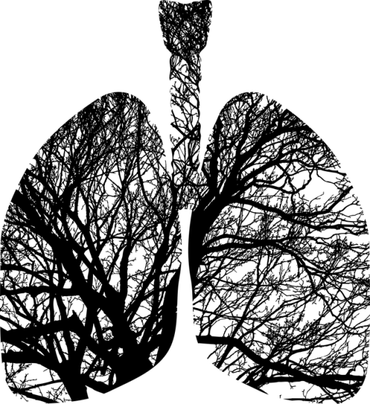 lungs-2773515_960_720