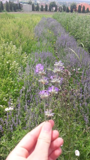 42629558_322896921623950_2295699164043935744_n