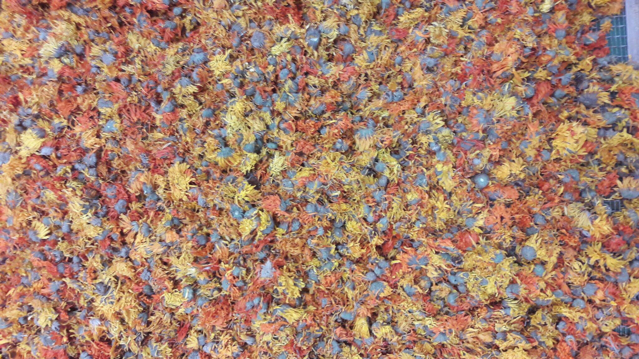 42631144_168890280680708_1141941429304557568_n