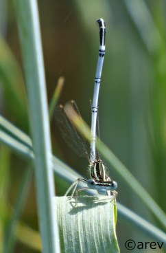 Mathis Dragonfly 2.JPG