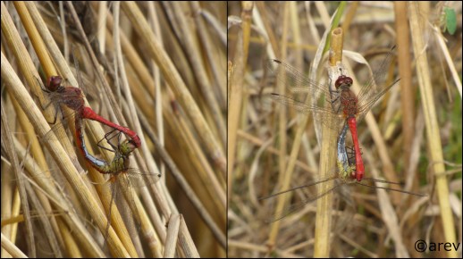 Mathis Dragonfly 3.jpg