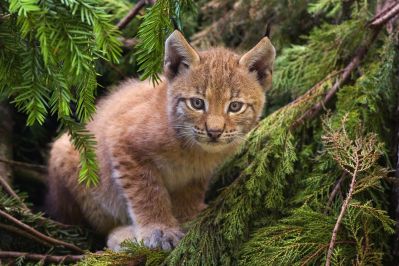 1280px-Lynx_kitten (5)