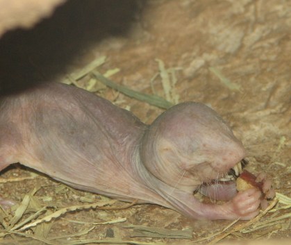 Naked_Mole_Rat_Eating