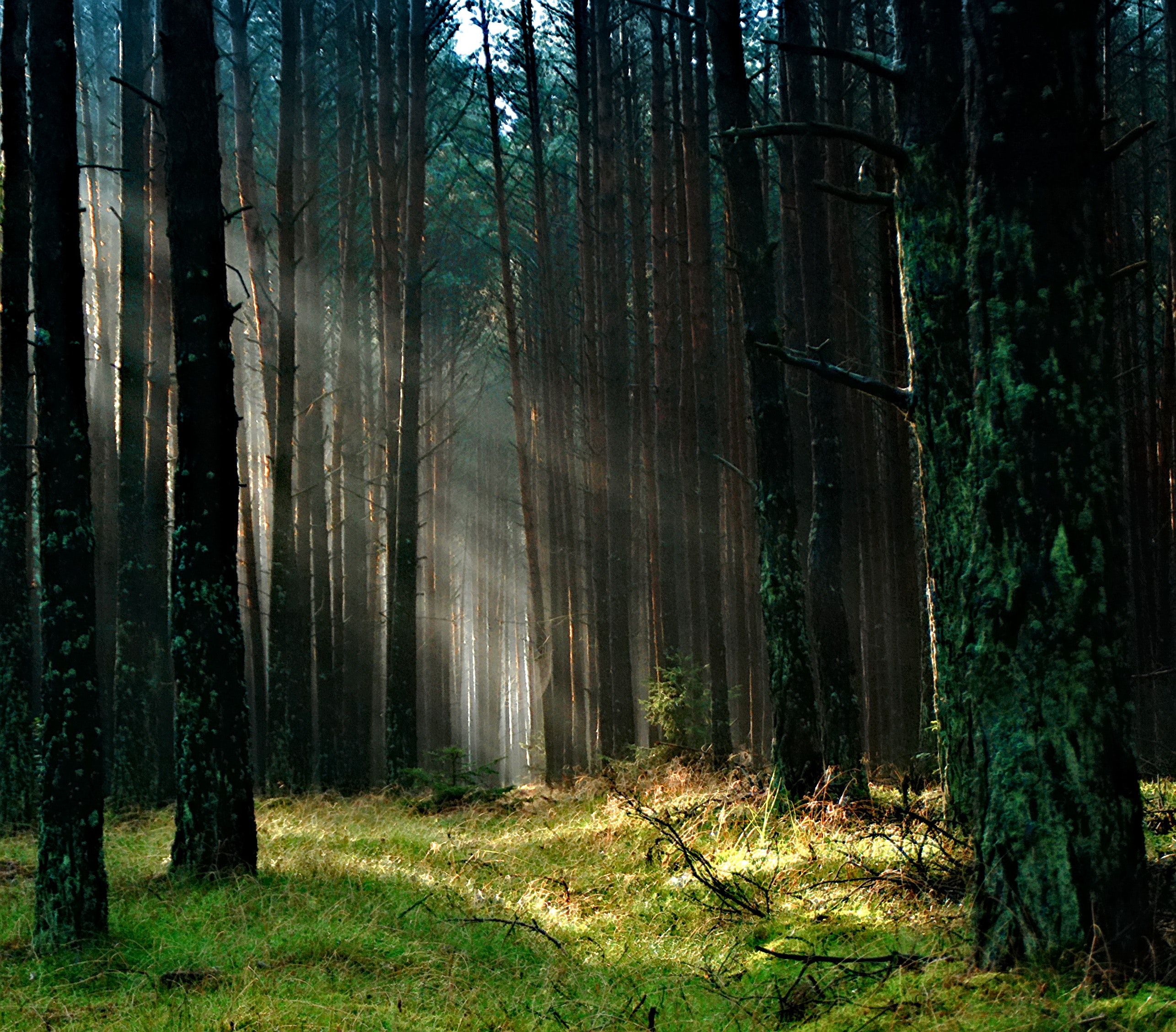 forest-with-sunlight-158251