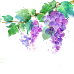 kisspng-common-grape-vine-vitis-amurensis-ink-wash-paintin-graffiti-purple-grapes-5a936a33832982.2873139915196104195373
