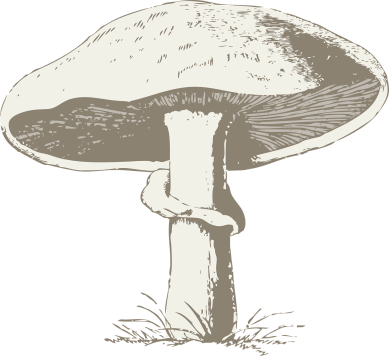 mushroom-32993_1280