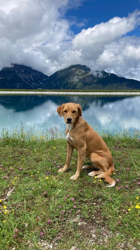 Çdo qen meriton një jetë të&nbsp;mire