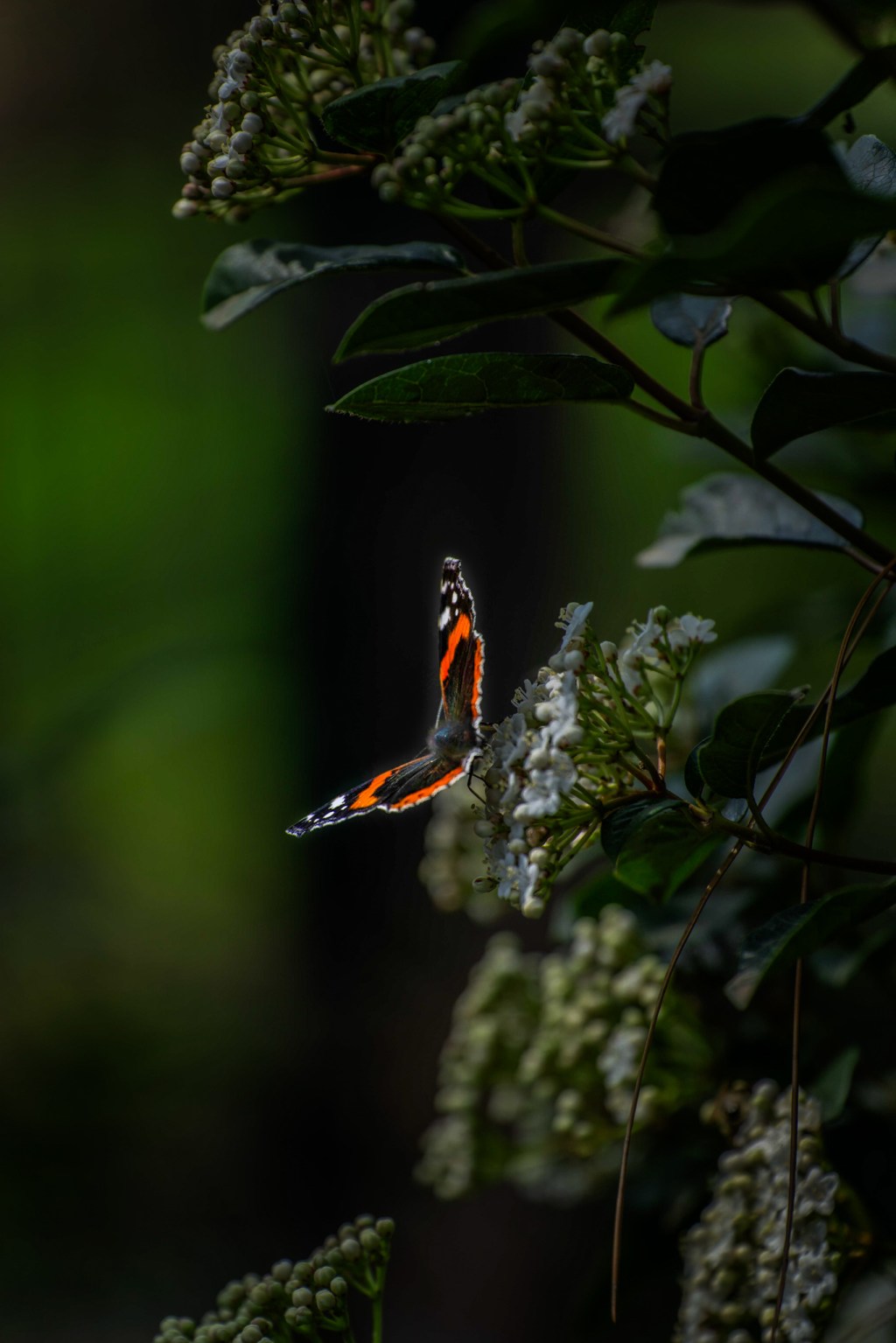 Të gjesh bukuri në&nbsp;kaos…