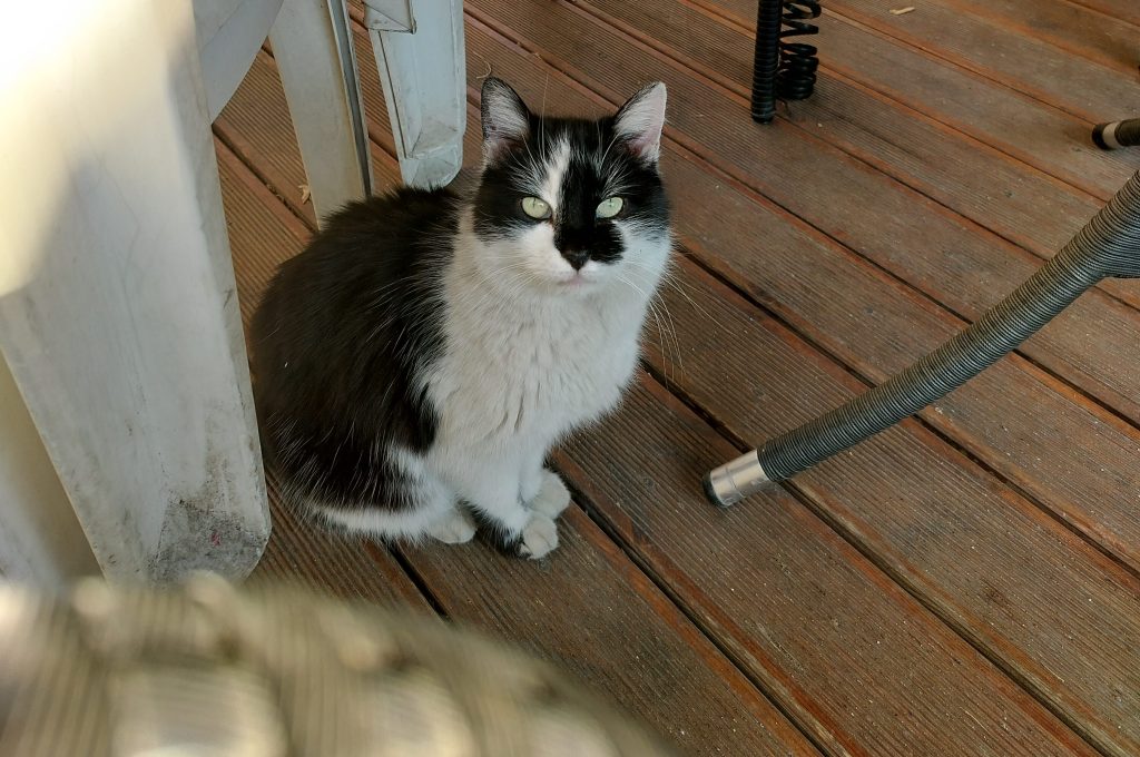 Give voices to the&nbsp;cats!