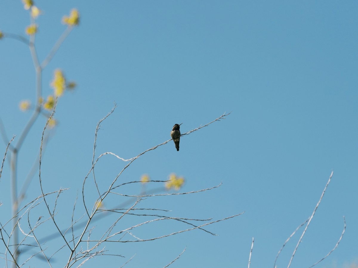 Dallëndyshja e pranverës