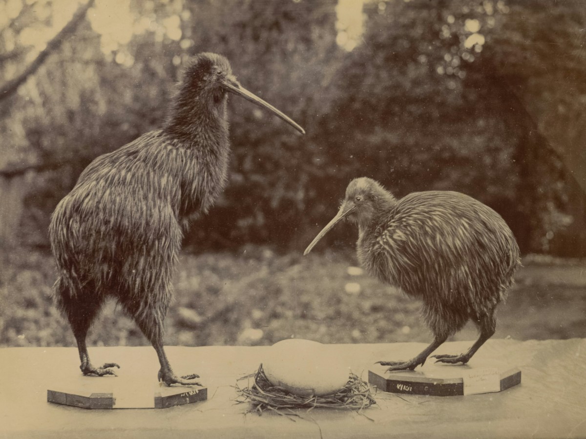 Looks like a kiwi, acts like a bird What is&nbsp;it?