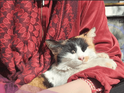 Cat-human connection