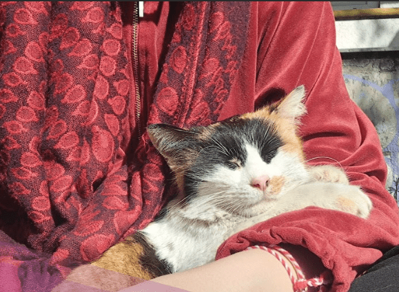 Cat-human connection