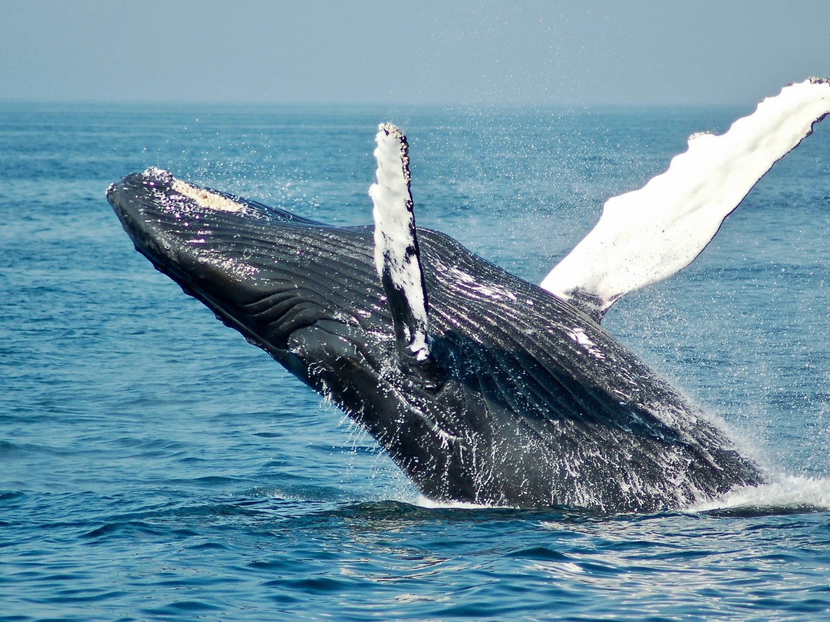 The Whale in the Swimming&nbsp;Pool